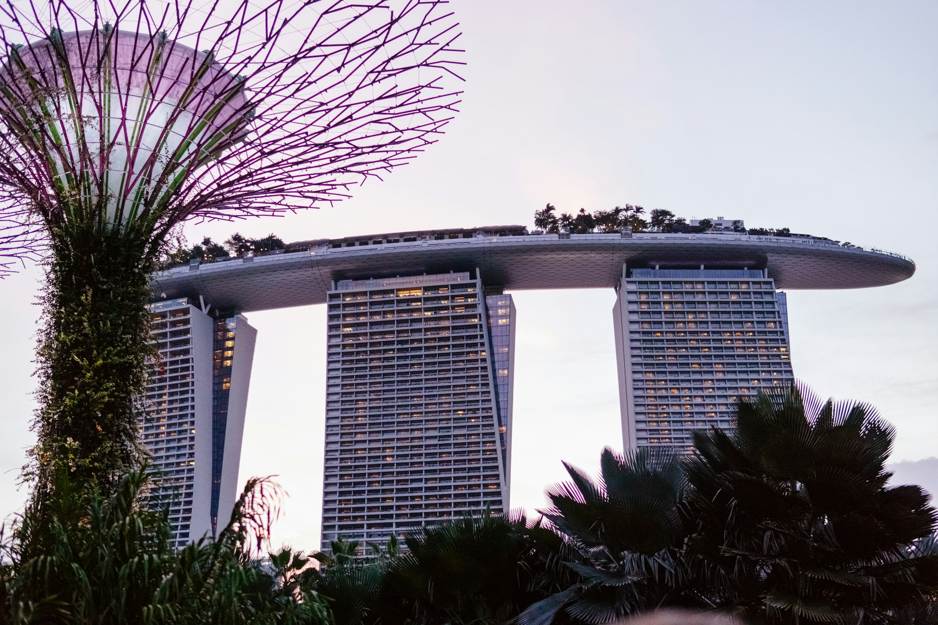 A large tree in front of some very tall buildings
